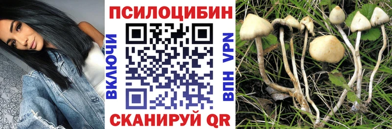 закладка Кстово Галлюциногенные грибы Psilocybe